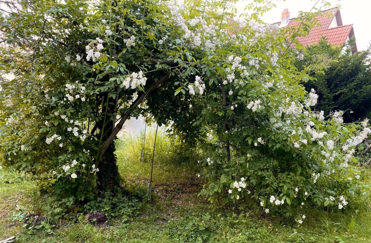 Gronocottage Bad Harzburg Eksteriør bilde